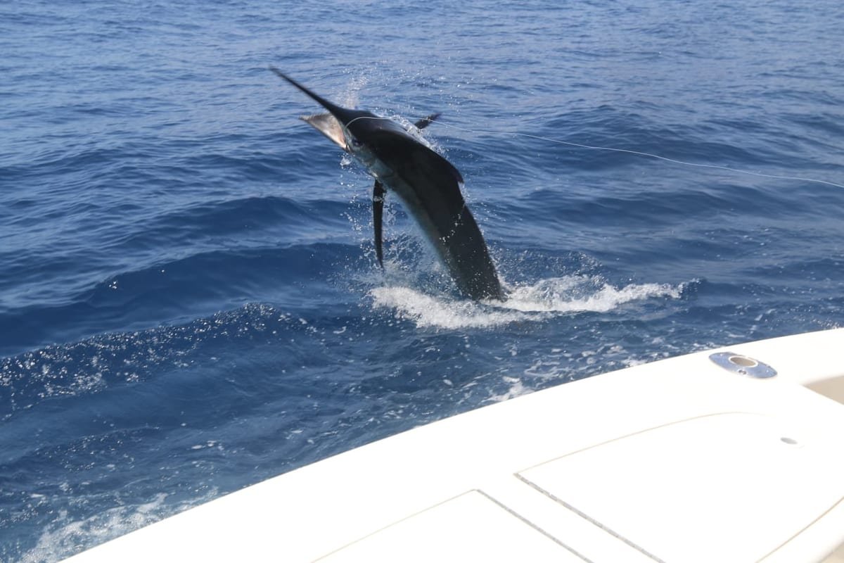 Marlín azul saltando junto al barco en Cabo Verde