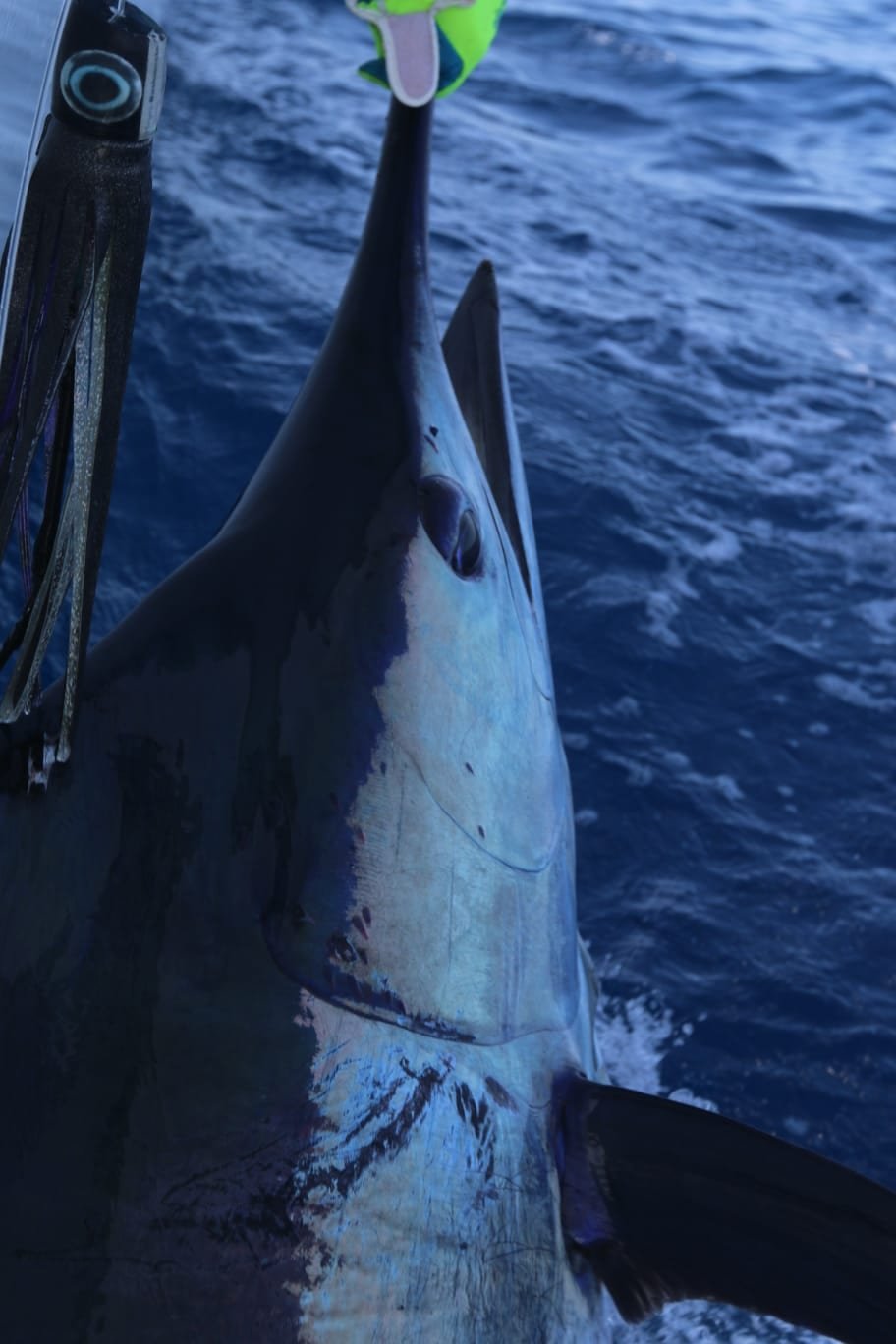 Gran marlín azul al costado del barco en Cabo Verde
