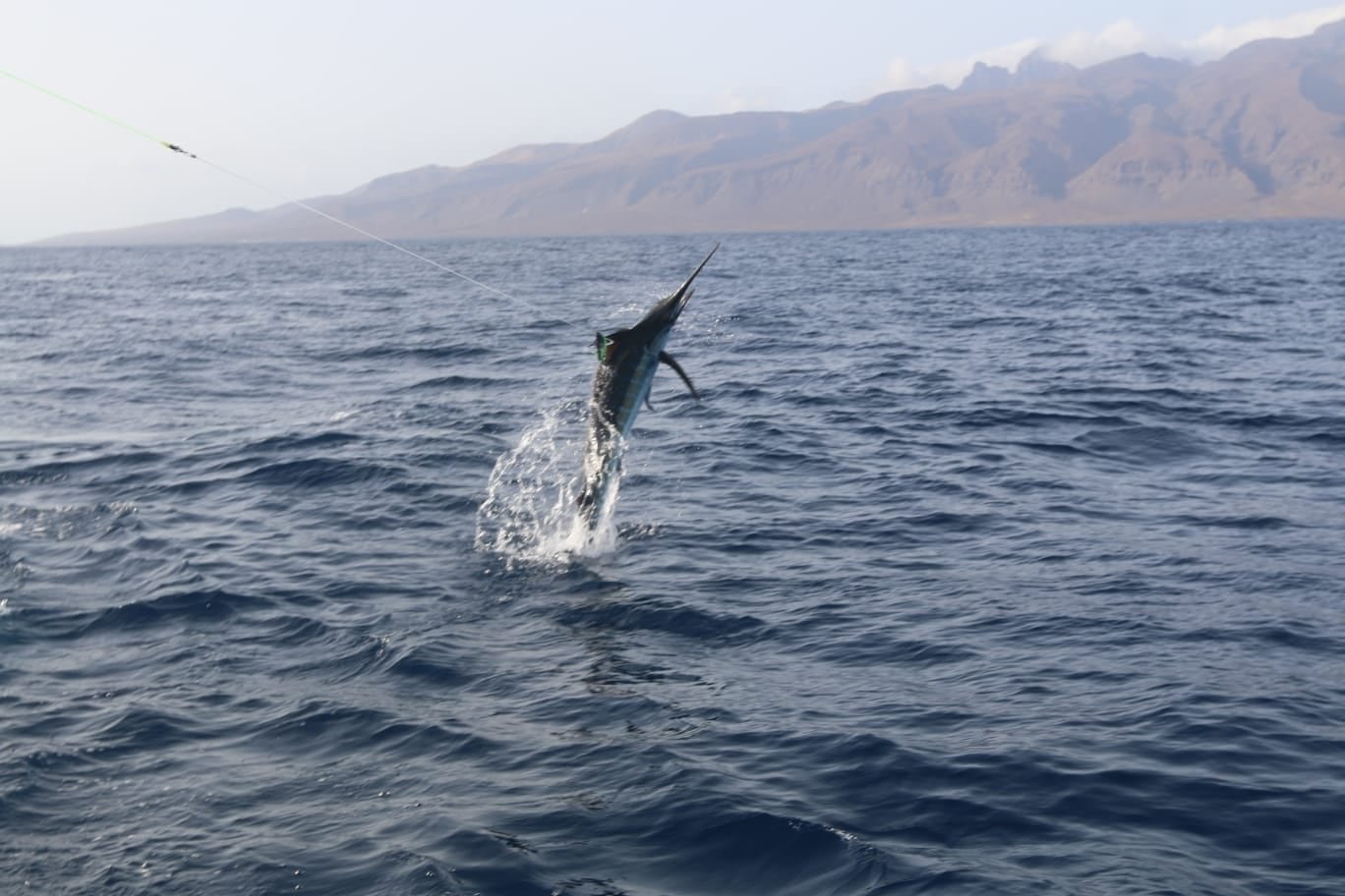 Marlín azul saltando frente a la costa de Cabo Verde